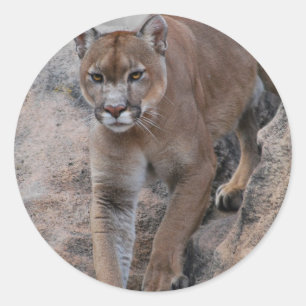 Sticker Rond escalade de lion de montagne de rocher