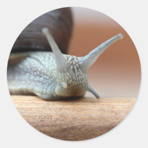 Sticker Rond Escargot