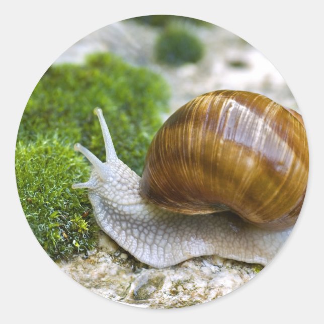 Sticker Rond Escargot de Bourgogne (Devant)