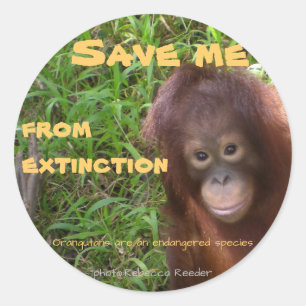 Sticker Rond Espèces en voie de disparition Orangutan