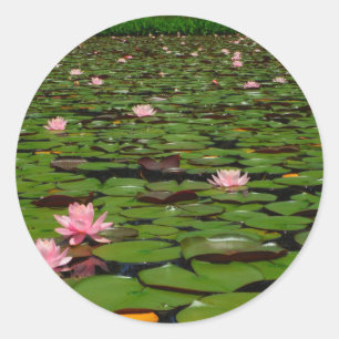 Sticker Rond Etang de fleurs de lys d'eau rose