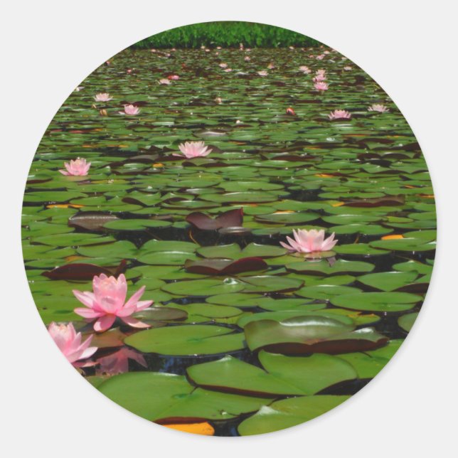 Sticker Rond Etang de fleurs de lys d'eau rose (Devant)