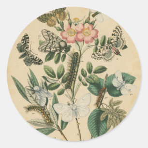 Sticker Rond Étapes de la vie des papillons par Vision Studio