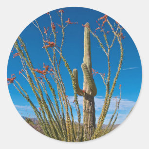 Sticker Rond États-Unis, Arizona. Cactus Dans Le Parc National 