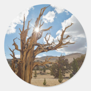 Sticker Rond États-Unis, Californie, Forêt nationale d'Inyo 6