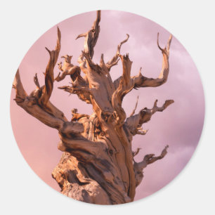 Sticker Rond États-Unis, Californie, Inyo National Forest 9