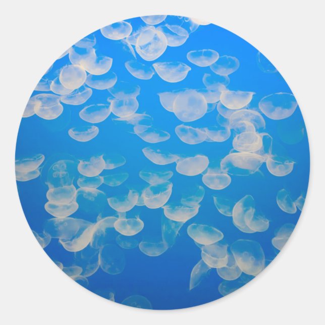 Sticker Rond États-Unis, Californie. Jellyfish In the Monterey (Devant)