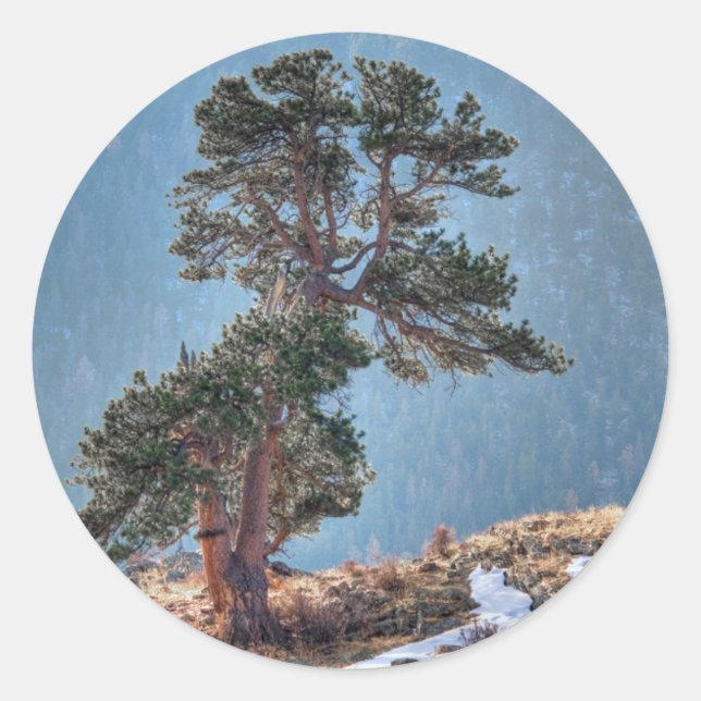 Sticker Rond États-Unis, Colorado, Arbre à Estes Park (Devant)