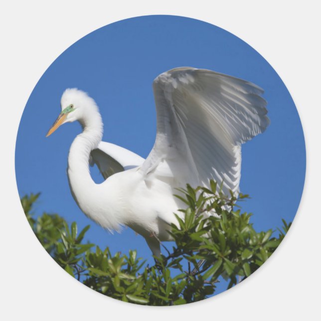 Sticker Rond États-Unis, Floride, St. Augustine, Aigrette (Devant)
