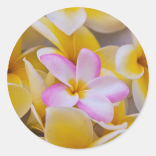 Sticker Rond États-Unis, Hawaï, Oahu, Fleurs de plumeria en fle