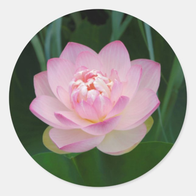 Sticker Rond États-Unis, Kansas, Nymphaea odorata (Devant)