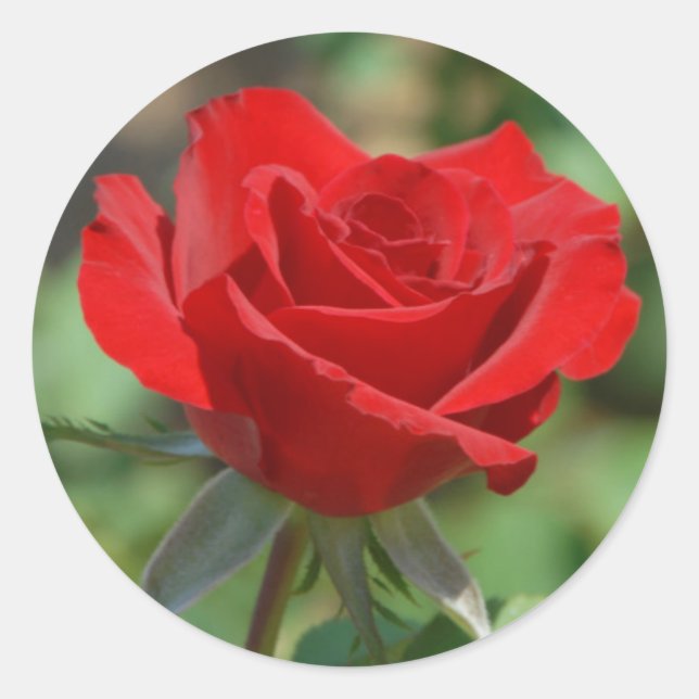 Sticker Rond États-Unis, Kansas, Rose rouge (Devant)