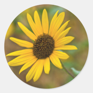 Sticker Rond États-Unis, Kansas. Wild Sunflower