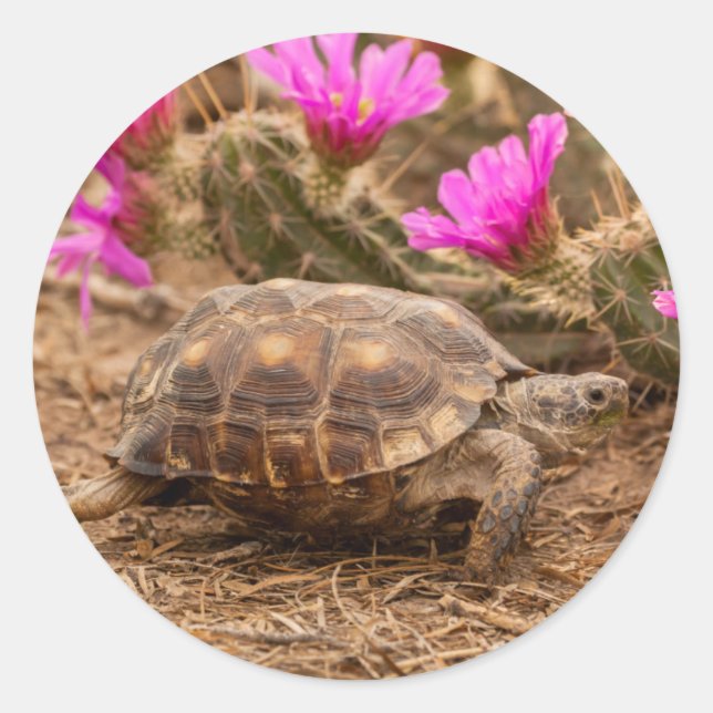 Sticker Rond États-Unis, Texas, comté de Hidalgo. Tortue terres (Devant)