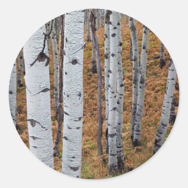 Sticker Rond États-Unis, Utah, Forêt nationale d'Uinta-Wasatch- (Devant)