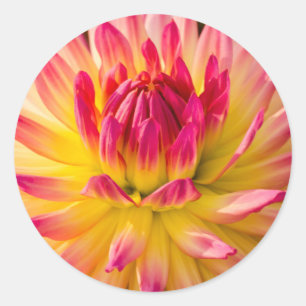 Sticker Rond États-Unis, Washington. Détail de la fleur de dahl