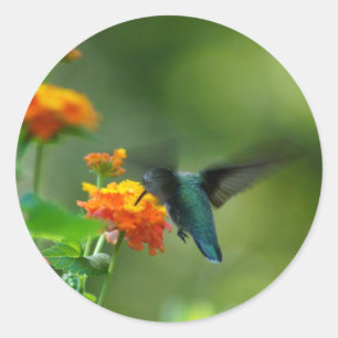 Sticker Rond Été Hummer !