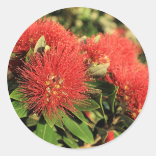 Sticker Rond Été rouge Pohutukawa fleurs des arbres