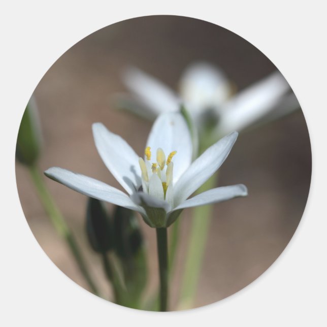 Sticker Rond Étoile de Bethléem (Ornithogalum umbellatum) (Devant)
