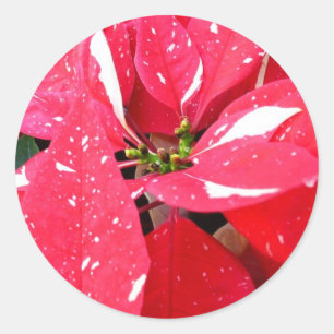 Sticker Rond Étoile scintillante surprise Poinsettia Fleur de f