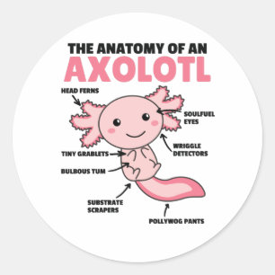Sticker Rond Explication Axolotl Anatomie D'Un Axolotl