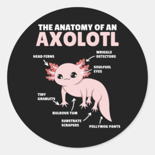 Sticker Rond Explication Axolotl Anatomie D'Un Axolotl