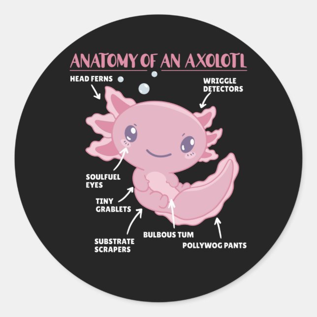 Sticker Rond Explication Axolotl Anatomie D'Un Axolotl (Devant)