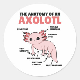 Sticker Rond Explication Axolotl Anatomie D'Un Axolotl
