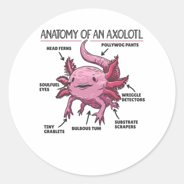 Sticker Rond Explication Axolotl Anatomie D'Un Axolotl (Devant)