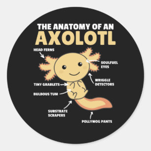 Sticker Rond Explication Axolotl Anatomie D'Un Axolotl