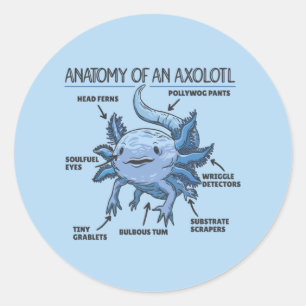 Sticker Rond Explication Axolotl Anatomie D'Une Classique Axolo