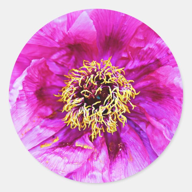 Sticker Rond Explosion rose (Devant)