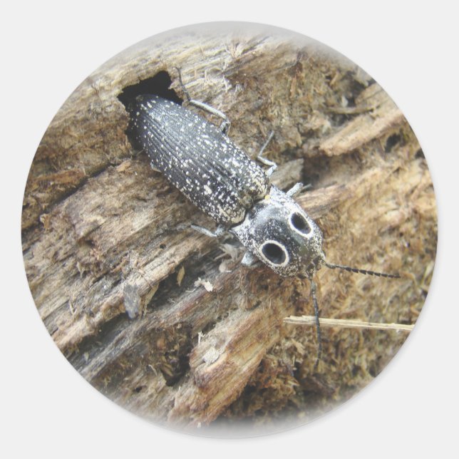 Sticker Rond Eyed Elater Click Beetle - Alaus oculatus (Devant)