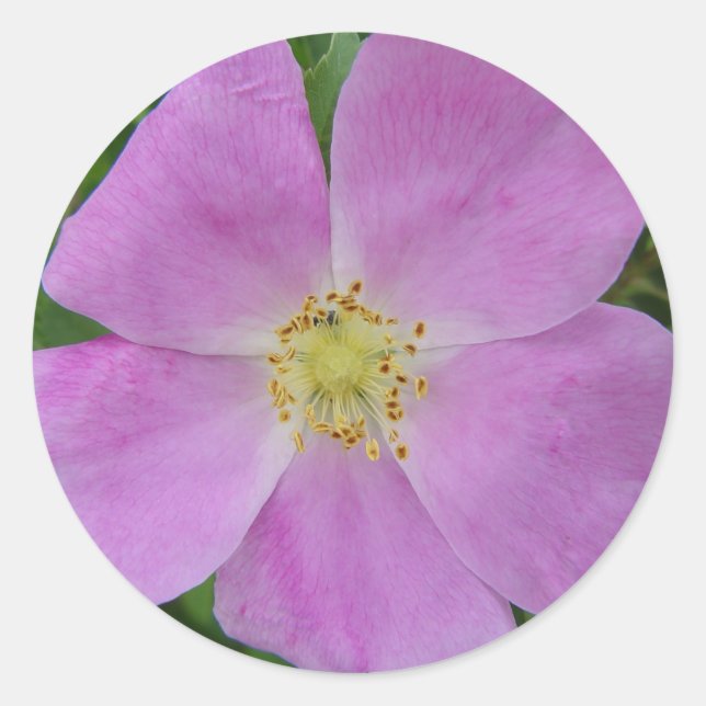 Sticker Rond F11 Prairie Wild Rose "Rosa arkansana" (Devant)