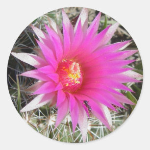 Sticker Rond F12 Ball Cactus "Escobaria vivipara"