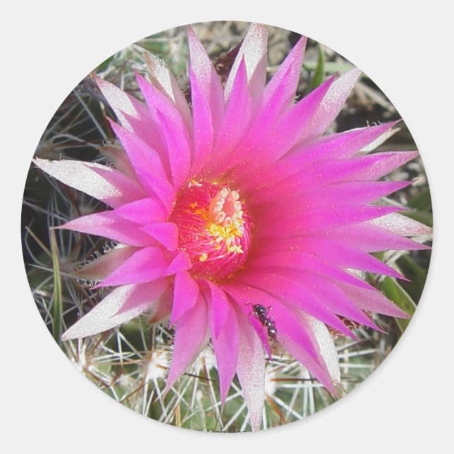 Sticker Rond F12 Ball Cactus "Escobaria vivipara" (Devant)