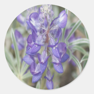 Sticker Rond F18 Fleurs sauvages violettes Lupin annuel