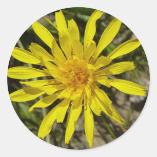 Sticker Rond F21 Fleur sauvage jaune Crépis à feuilles étroites