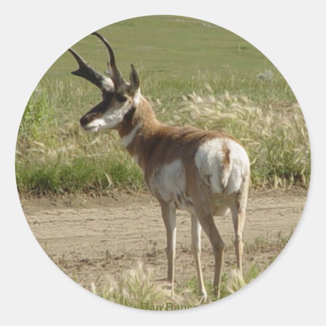 Sticker Rond F39 Antilope d'Amérique mâle (Devant)