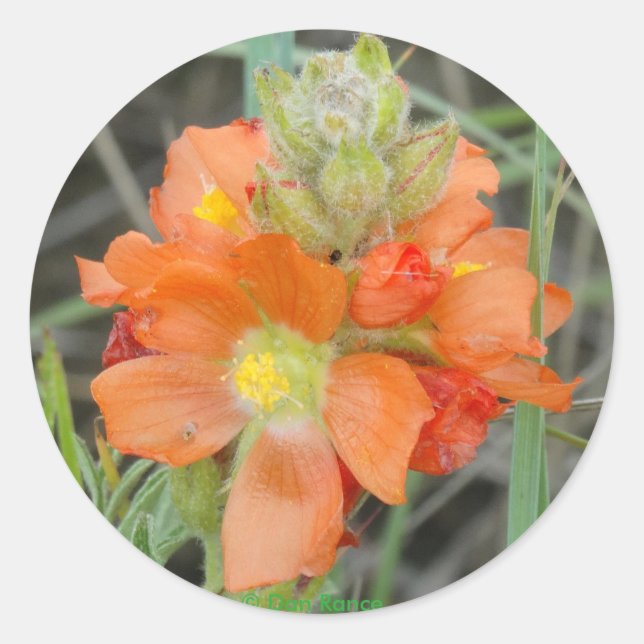 Sticker Rond F40 Fleurs sauvages orange Mallow (Devant)