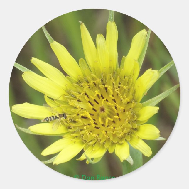 Sticker Rond F41 Jaune Barbebouc Fleur Sauvage (Devant)