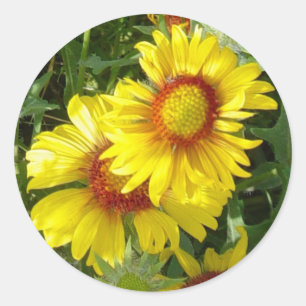 Sticker Rond F6 Fleurs sauvages jaunes Gaillardia