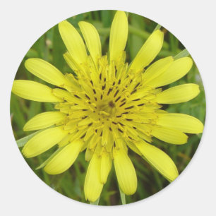Sticker Rond F9 Jaune Barbue d'Asie
