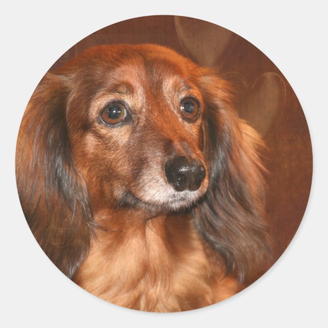 Sticker Rond Face Dachshund (Devant)