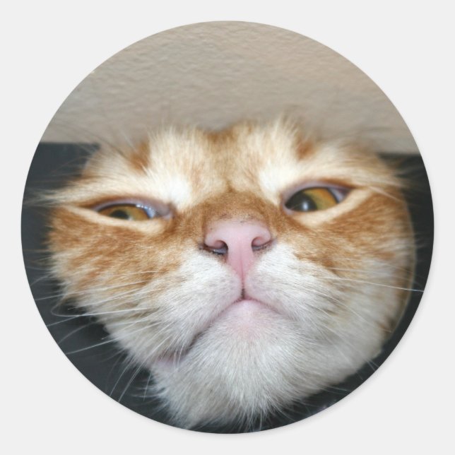 Sticker Rond Face de chat (Devant)