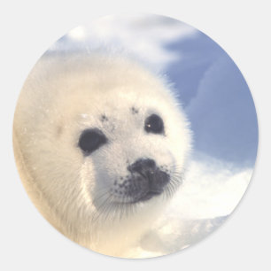 Sticker Rond Face de joint