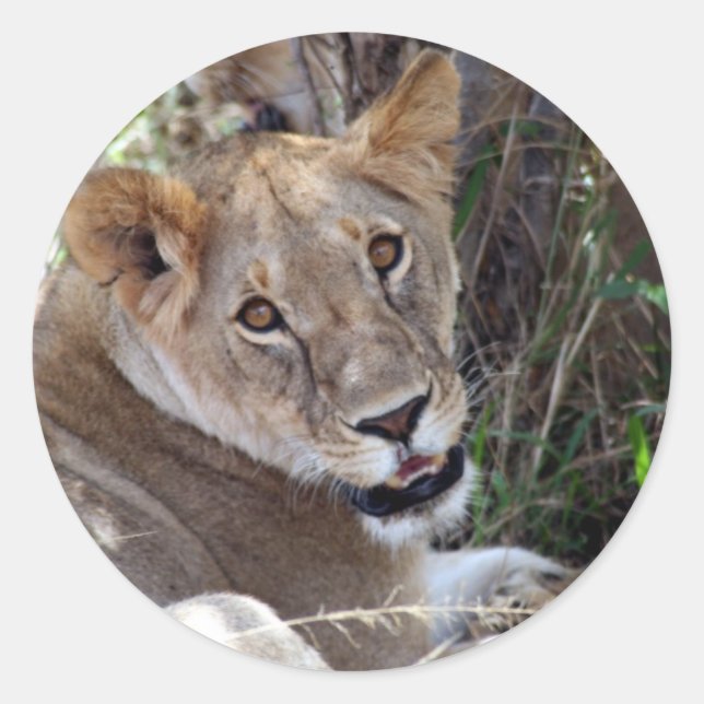 Sticker Rond face de lion (Devant)