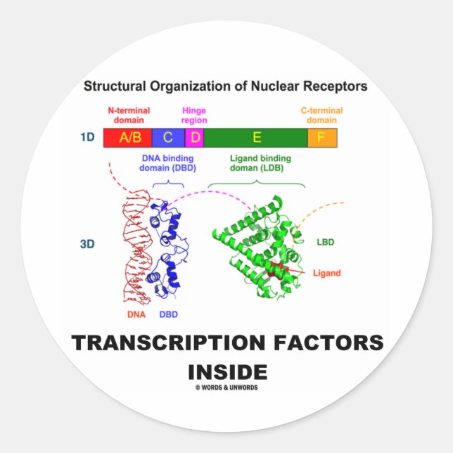 Sticker Rond Facteurs de transcription à l'intérieur (enregistr (Devant)