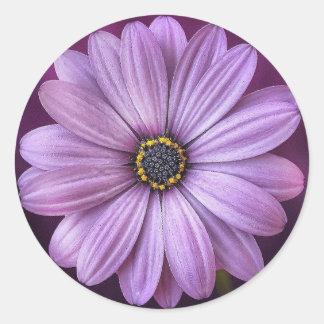 Sticker Rond Faisée violette-