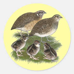 Sticker Rond Famille Coturnix Quail